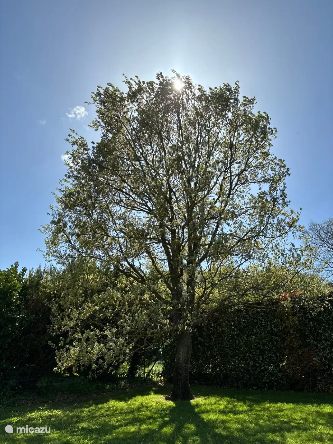 Der schöne Baum in unserem Garten