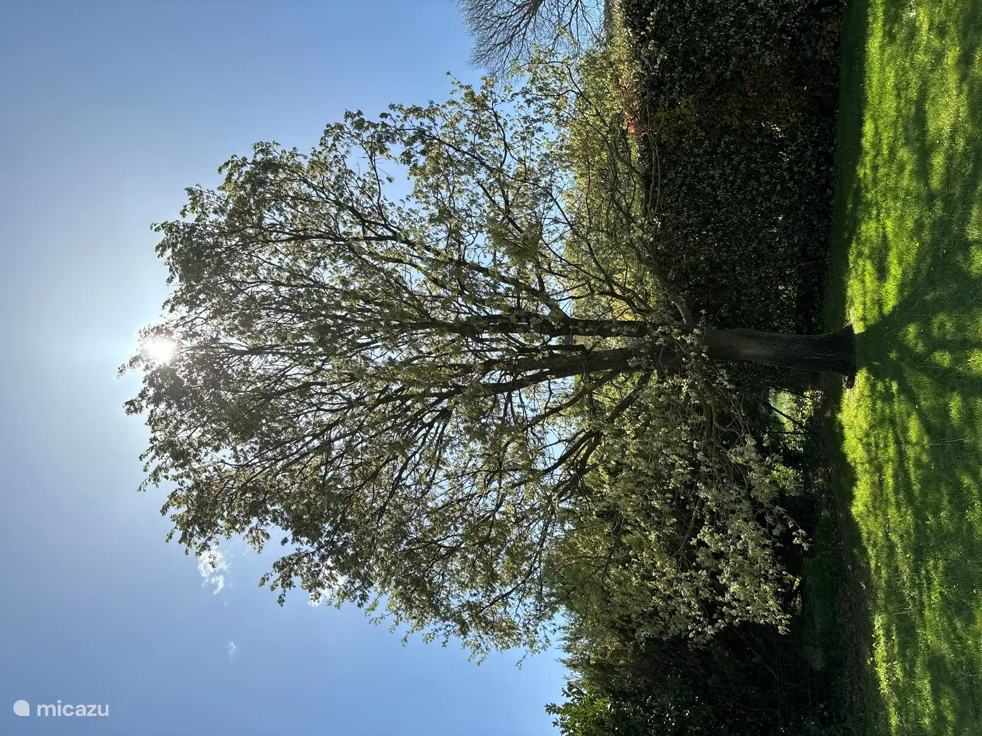 Der magische Baum, der in der Ecke des Rasens steht. 