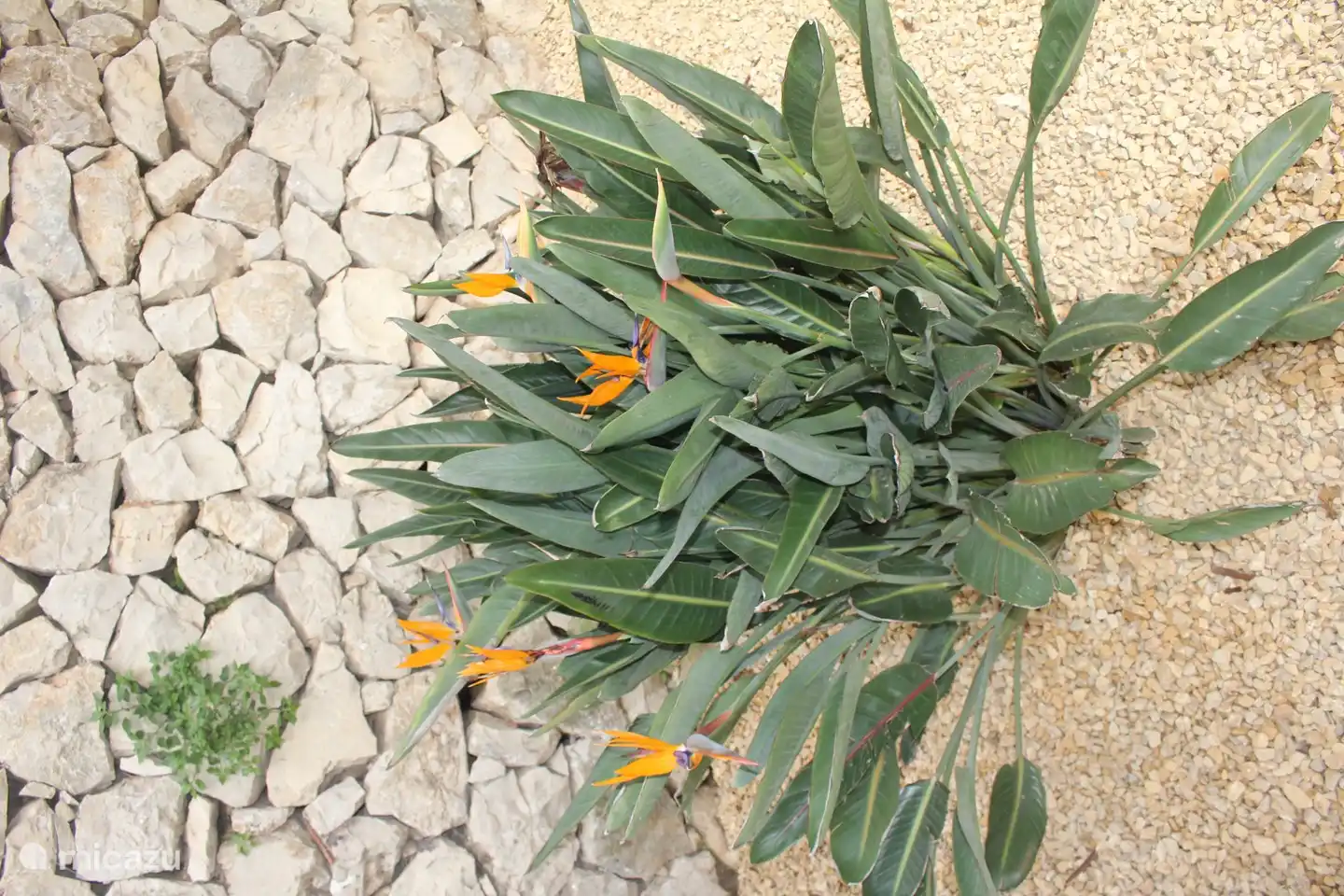 Blühende einheimische Pflanzen verleihen dem Garten ein farbenfrohes und fröhliches Aussehen