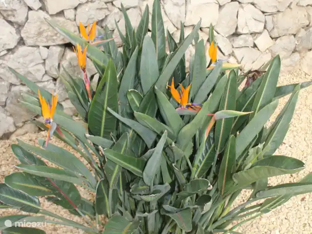 Villa Bona Vista | Espagne, Costa Blanca, Moraira - villa Les plantes indigènes fleuries donnent un aspect coloré et gai au jardin