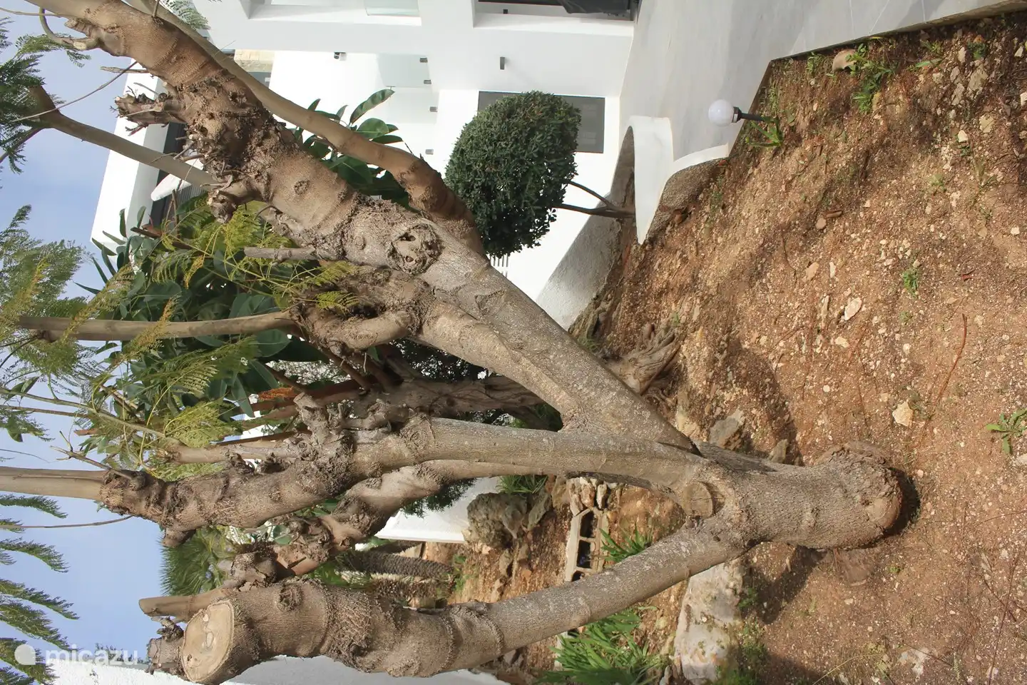 Schöne alte Bäume schmücken den Garten und spenden Schatten