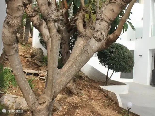 Villa Bona Vista | Espagne, Costa Blanca, Moraira - villa De beaux arbres matures décorent le jardin et fournissent de l'ombre