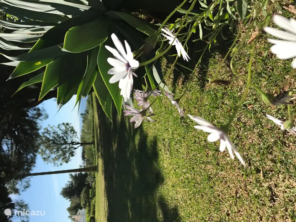 Entre las piscinas hay un parque verde y floreciente. Ideal para jugar con los ni&#241;os, por ejemplo.