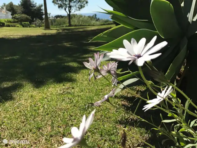 Cornisa, Vista Mar-Piscinas-Privacidad en España, Costa del Sol, Sitio de Calahonda - apartamento Entre las piscinas hay un parque verde y floreciente. Ideal para jugar con los niños, por ejemplo.