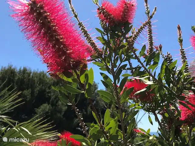 Cornisa, Vista Mar-Piscinas-Privacidad en España, Costa del Sol, Sitio de Calahonda - apartamento Nuestra urbanización está muy bien cuidada por el jardinero.