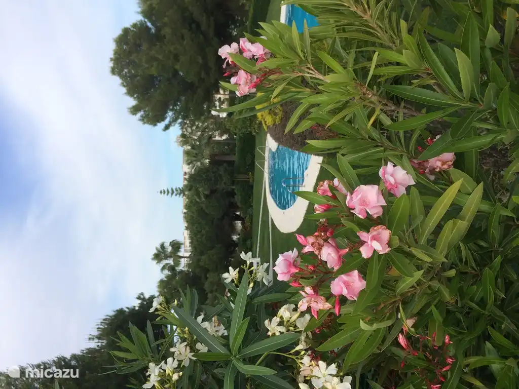 Una de las piscinas en los jardines verdes y florecientes.