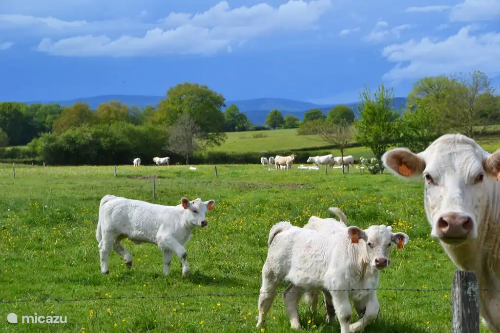 Die Kühe des Nachbarlandwirts