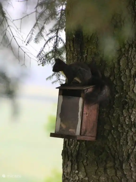 Eichhörnchen am Haus des Zuführers
