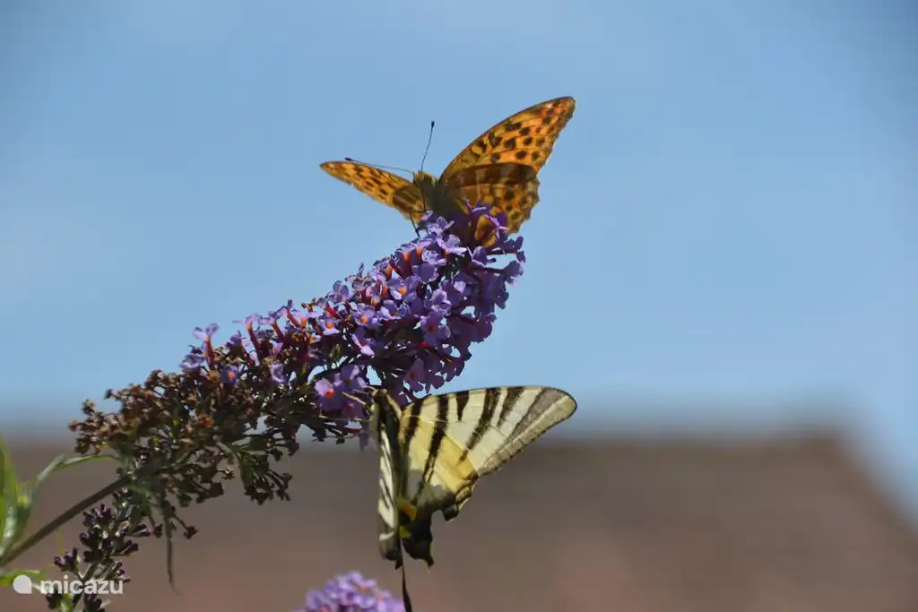 Schmetterlinge im Garten