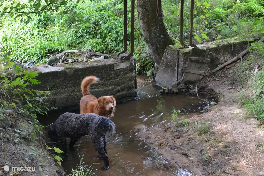 Kleiner Fluss mit uns auf dem Grundstück