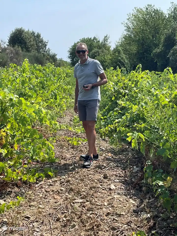Schlendern Sie durch einen der vielen Weinberge oder buchen Sie eine Weinprobe bei einem der Winzer in der Umgebung.
