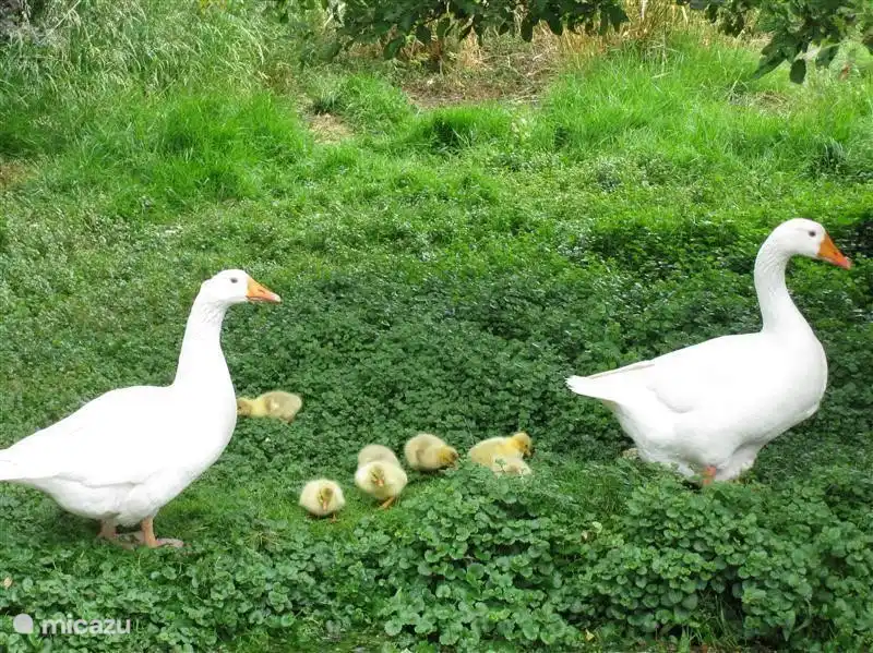 Vader en moeder gans met kuikens !