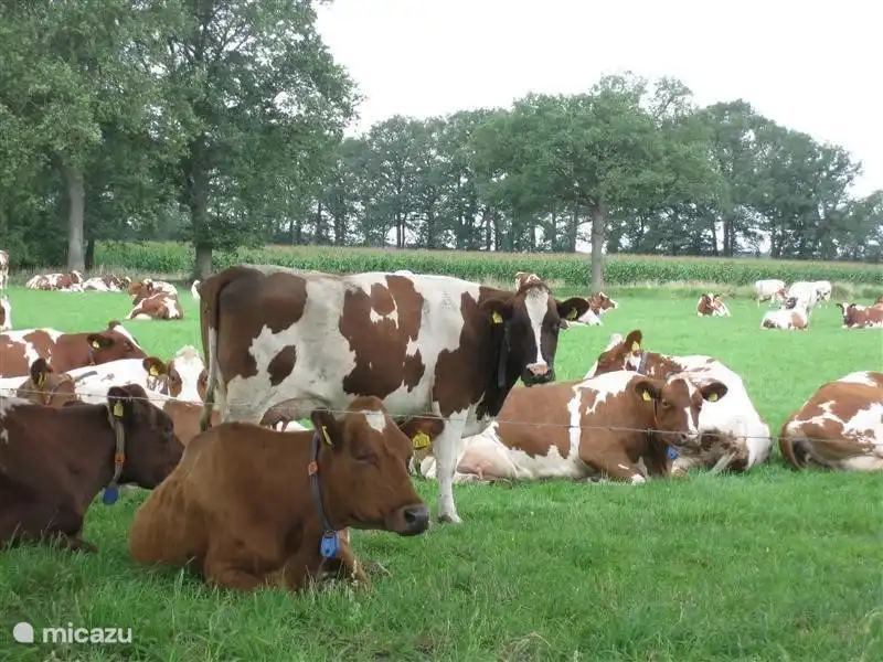 Mooie rood-bonte MRIJ koeien rondom de boerderijappartementen van Erve Klijnevink