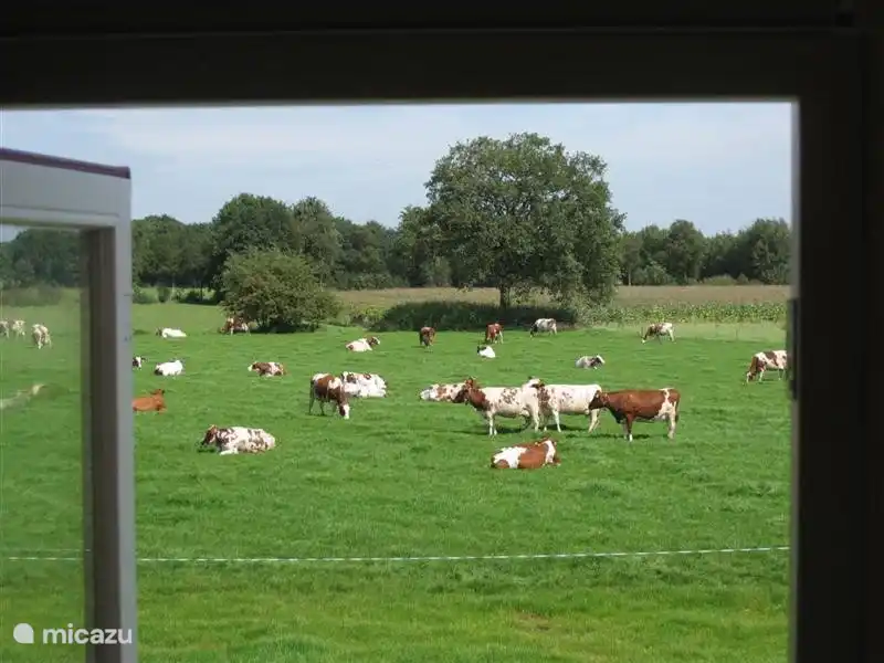 Uitzicht in noordelijke richting op de koeien.