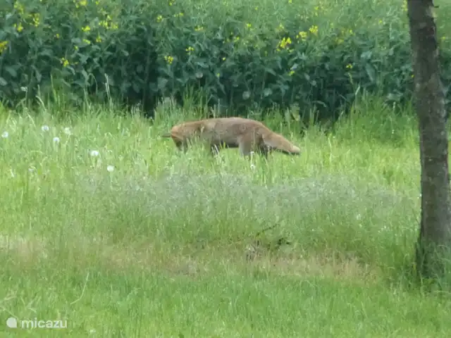 villa en Alemania, Hunsrück, Morbach – Villa Mosela Animales en los alrededores de Villa Mosel (1)