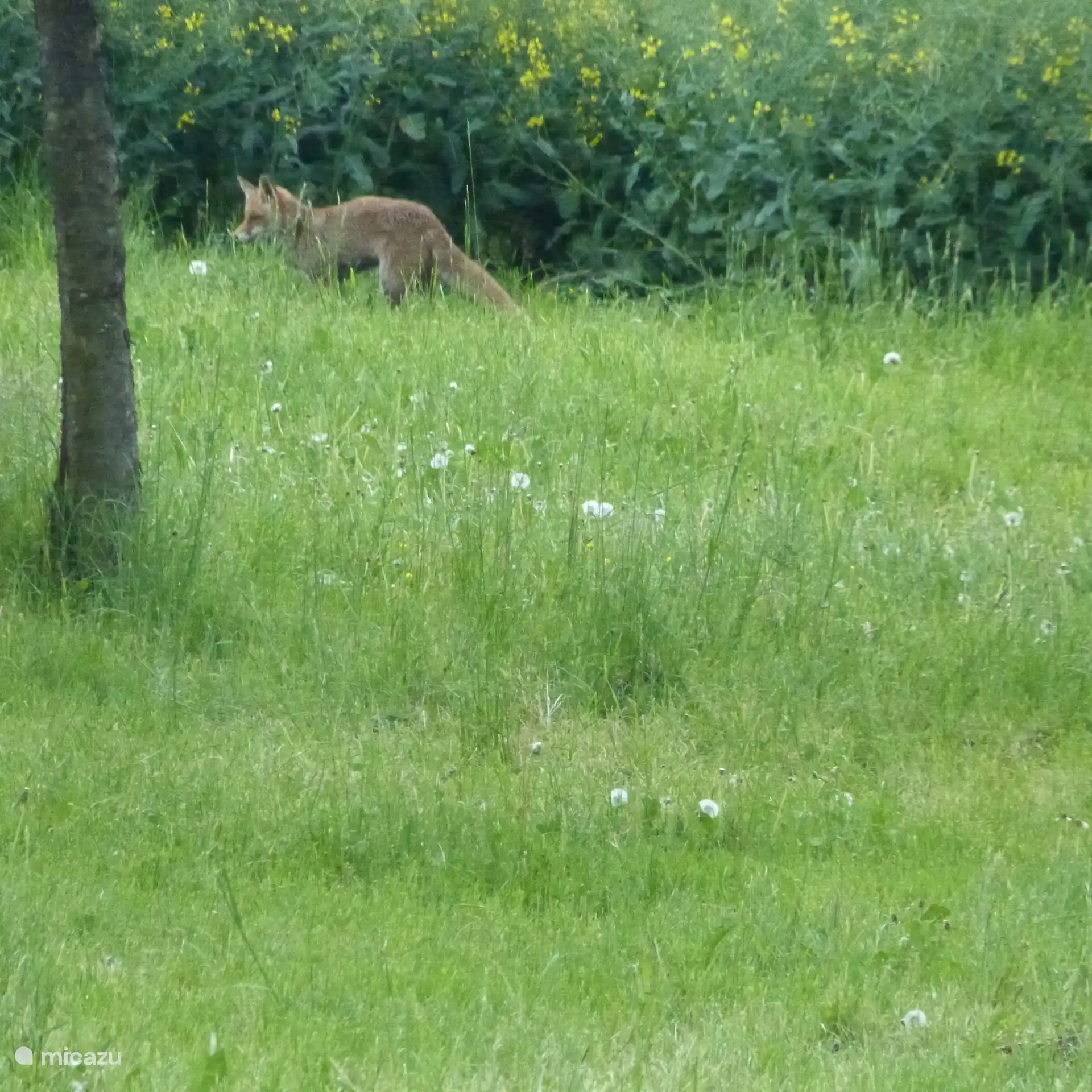 Dieren in in de omgeving van Villa Mosel (2)