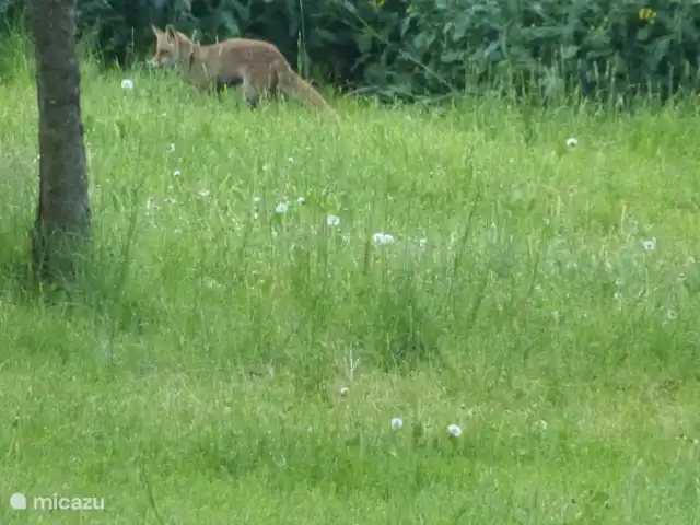 villa en Alemania, Hunsrück, Morbach – Villa Mosela Animales en los alrededores de Villa Mosel (2)