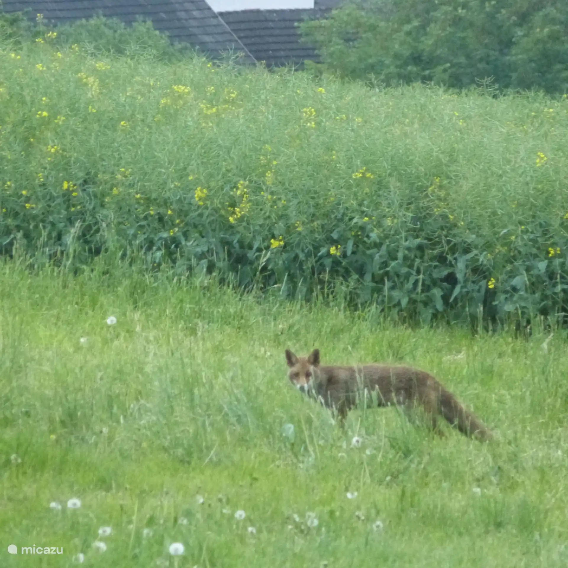 Dieren in in de omgeving van Villa Mosel (3)