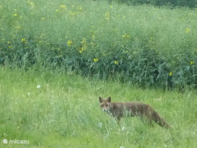 villa en Alemania, Hunsrück, Morbach – Villa Mosela Animales en los alrededores de Villa Mosel (3)