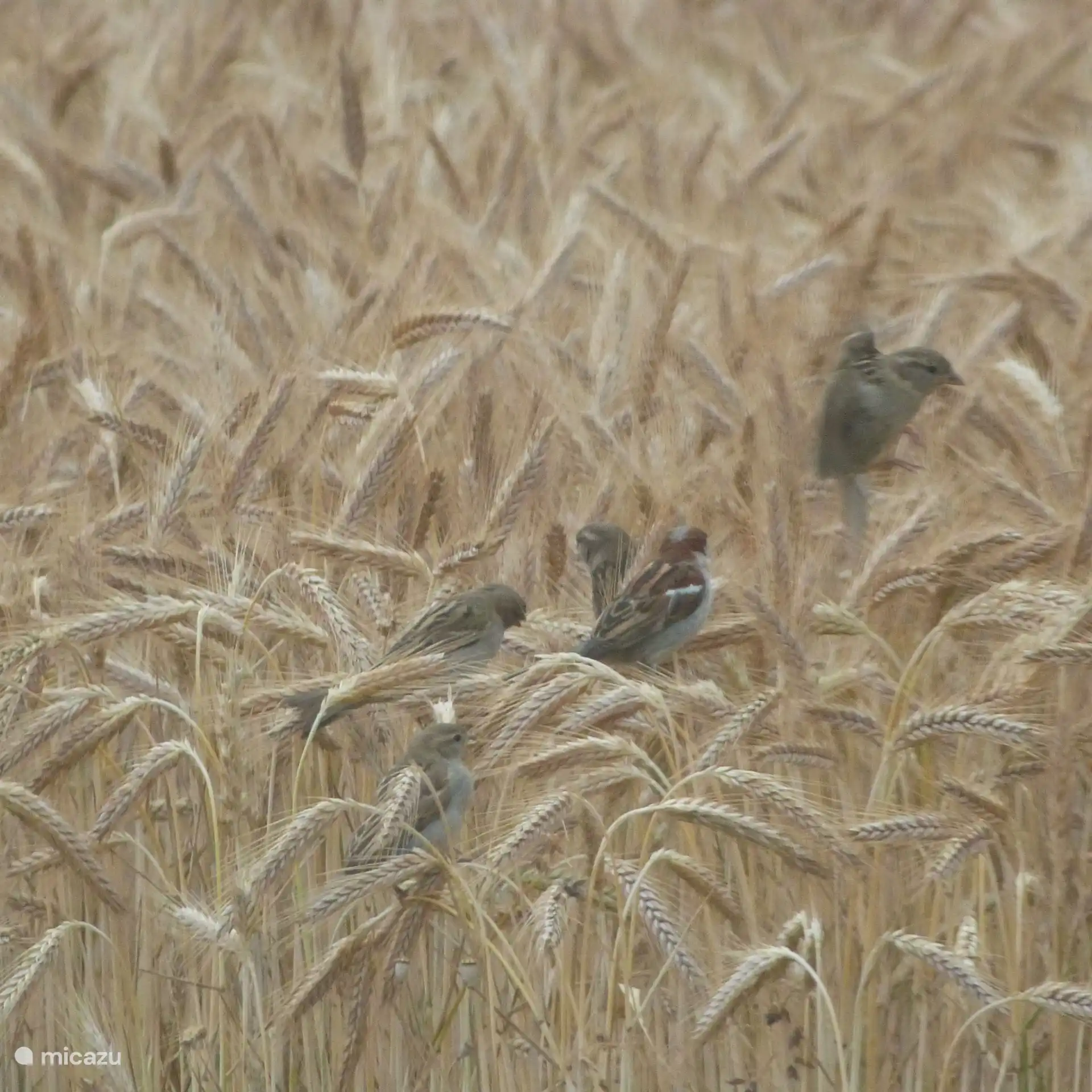 Volgens in het graan