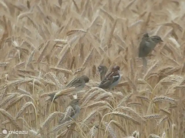 villa en Alemania, Hunsrück, Morbach – Villa Mosela Según el grano