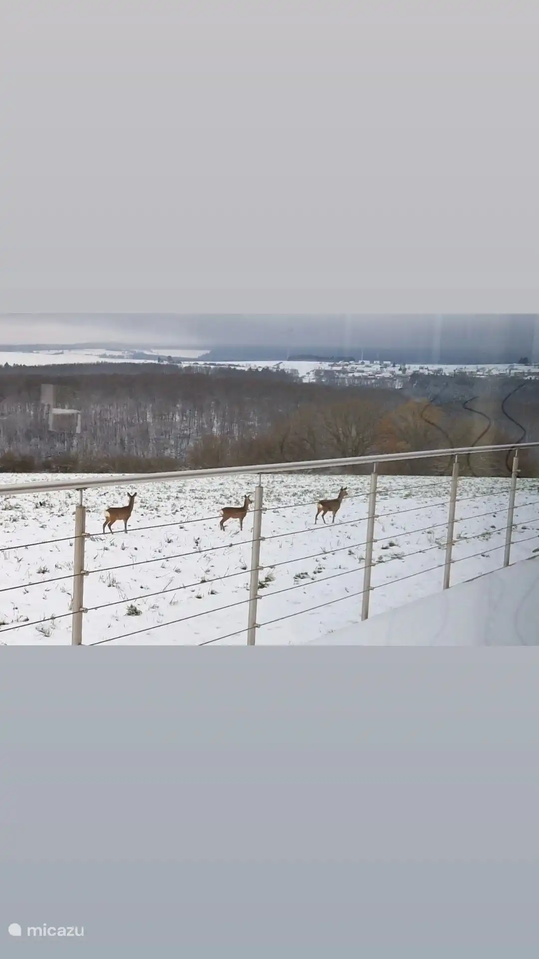Reeën op zoek naar voedsel in de winter dicht bij de villa 