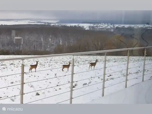 villa en Alemania, Hunsrück, Morbach – Villa Mosela Ciervos buscando comida en invierno cerca de la villa.