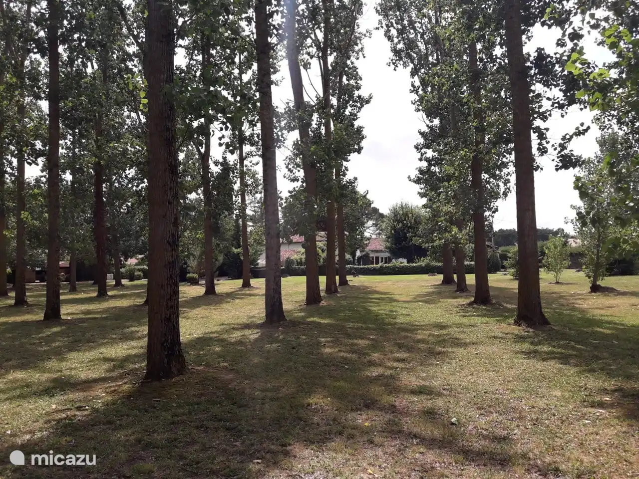 walking among the poplars