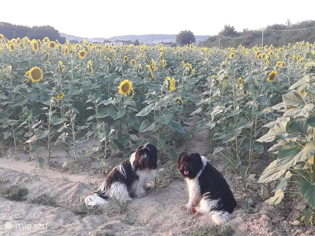 Dog welcome