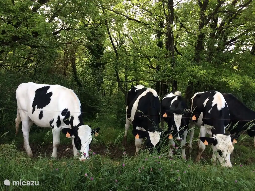 Les vaches du voisin