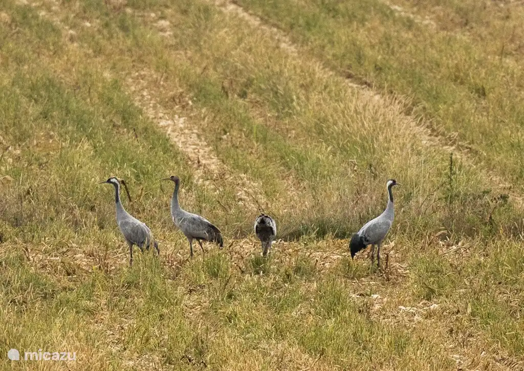 Common cranes in the fields next to the house