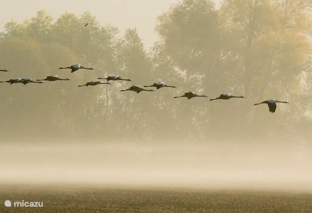 Perching cranes. Made from the garden.