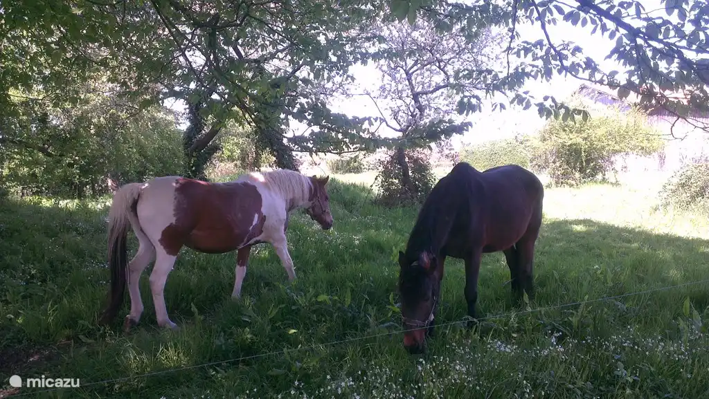 2 horses of the neighbors that are under the Charm / Hornbeam. They like to eat your apples and carrots!