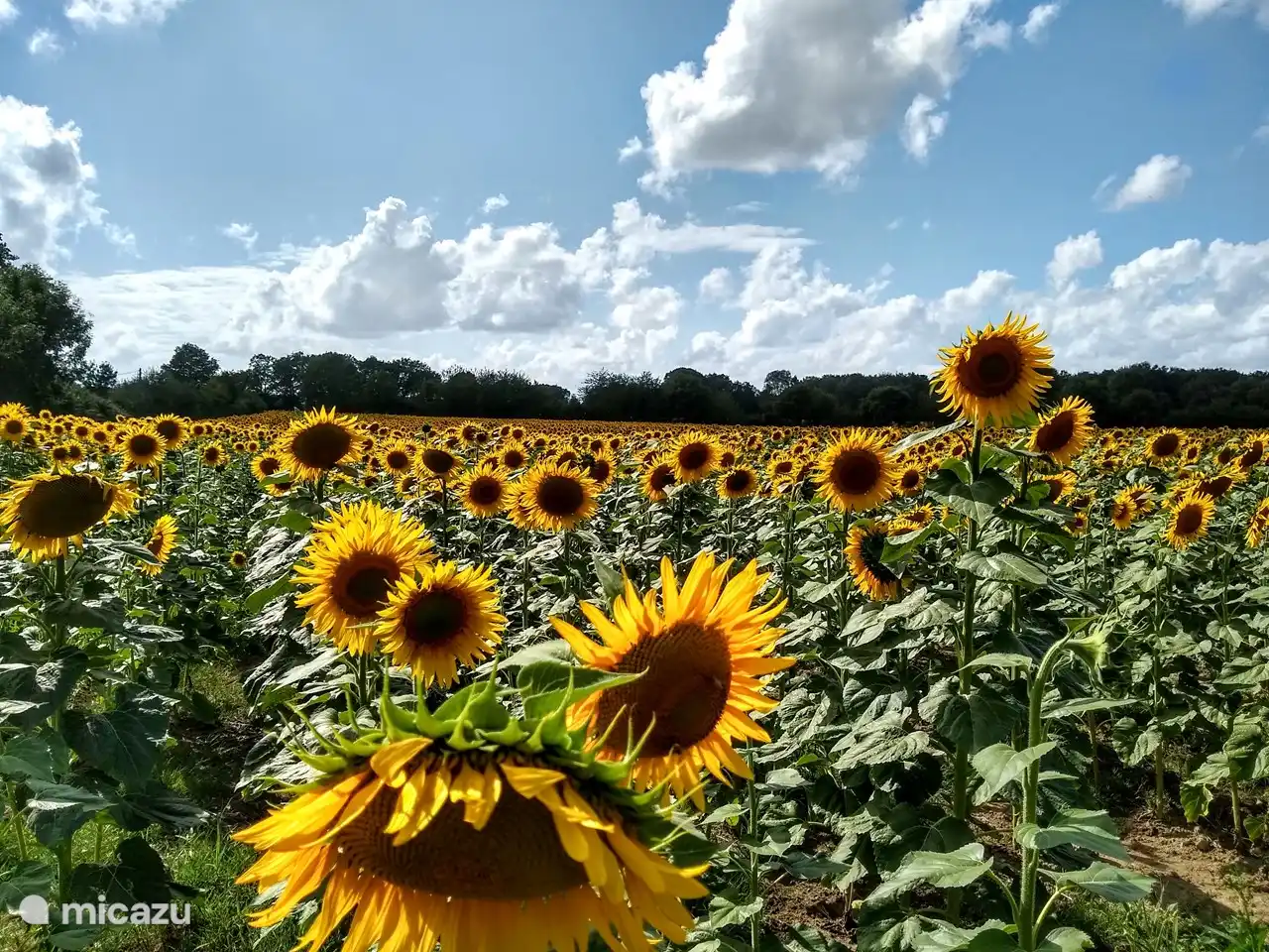 De nombreux champs de tournesols à proximité immédiate