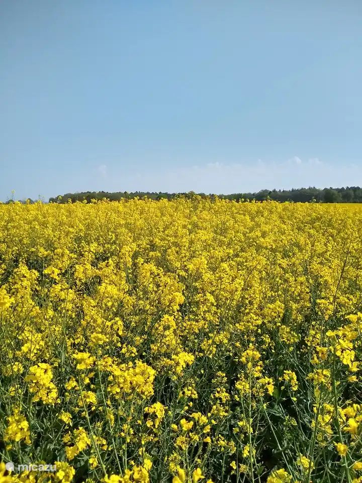 Champs de colza à proximité immédiate