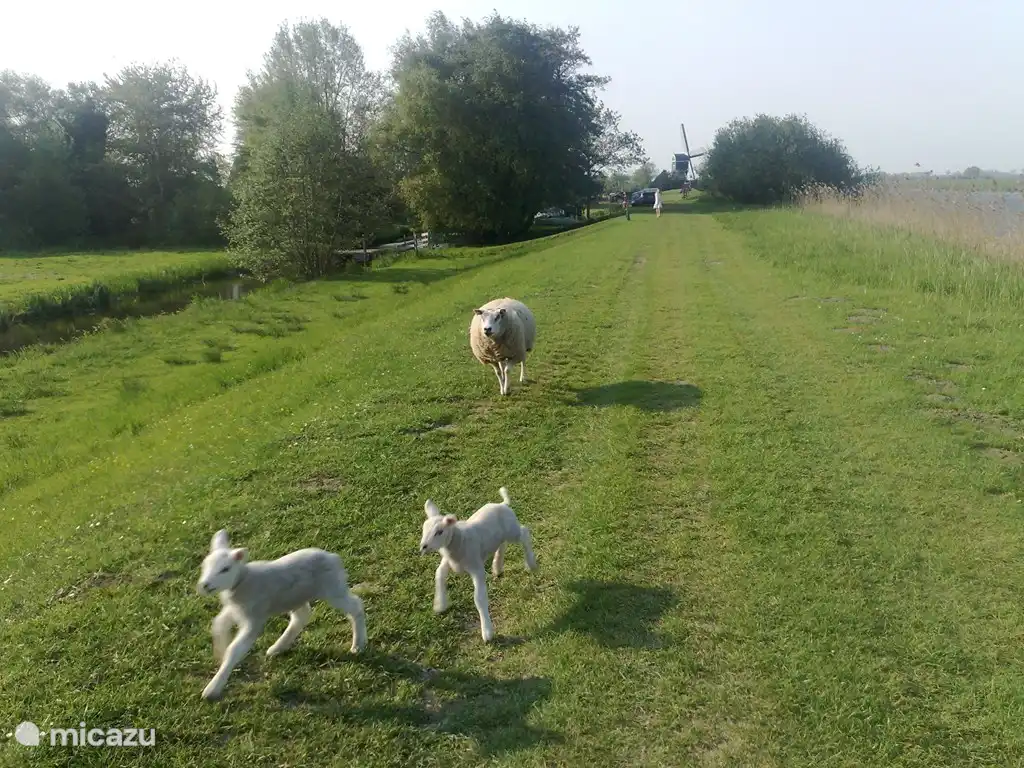 Zugang zum Haus über Prinsendijk + Windmühle