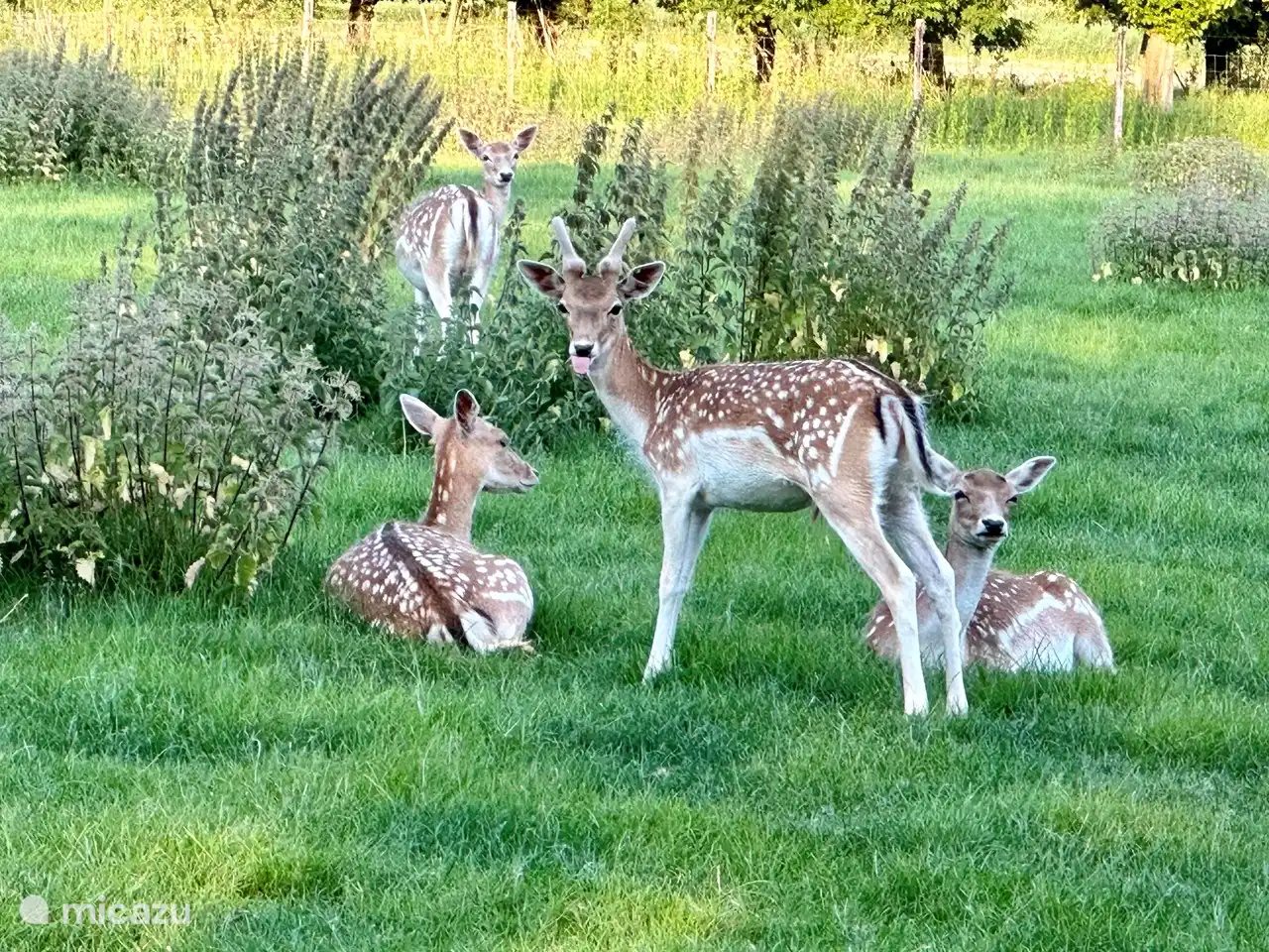 In der Nähe von Wald und Strand