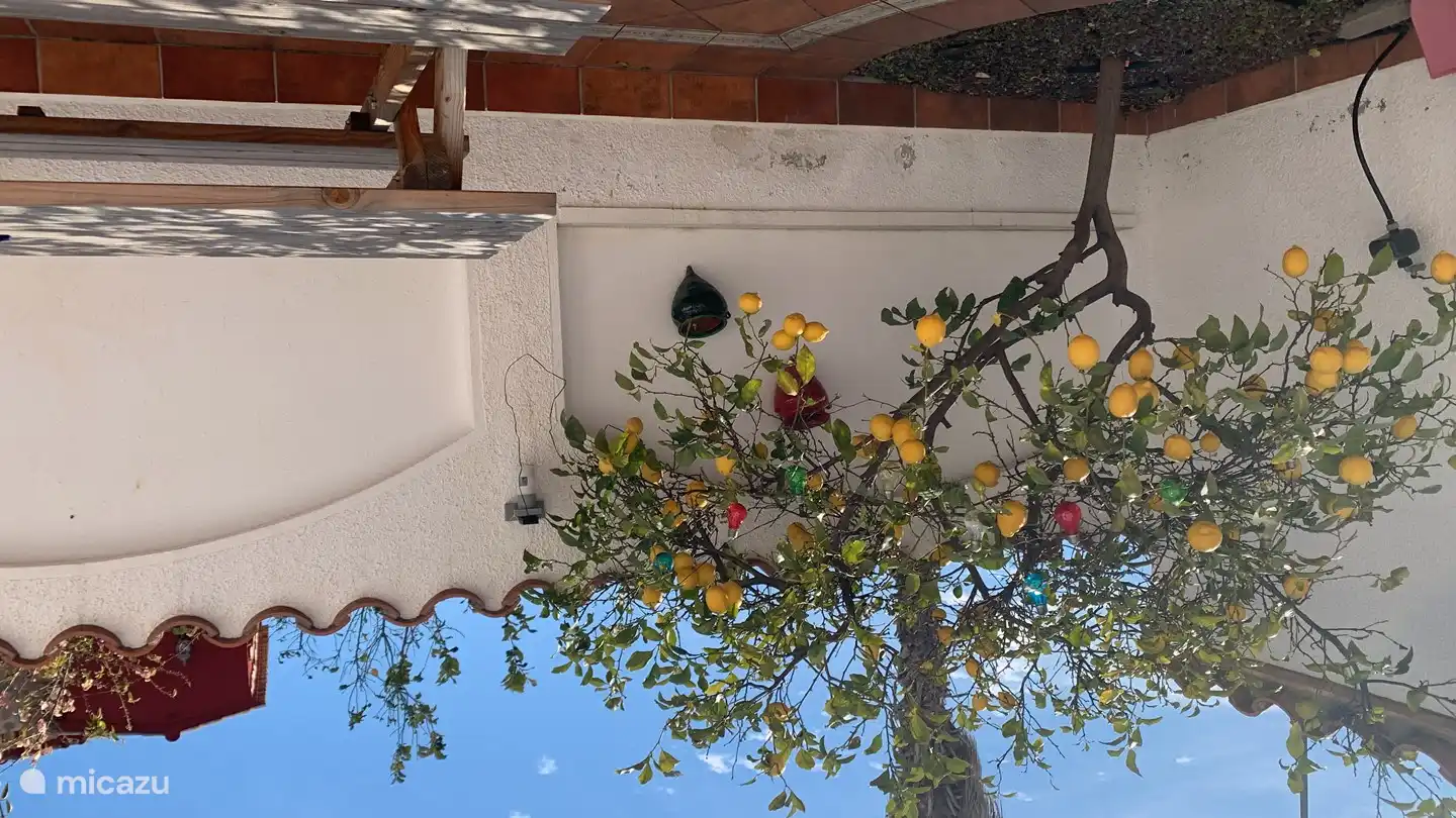 Der Zitronenbaum eignet sich ideal für die Herstellung von G und T! 