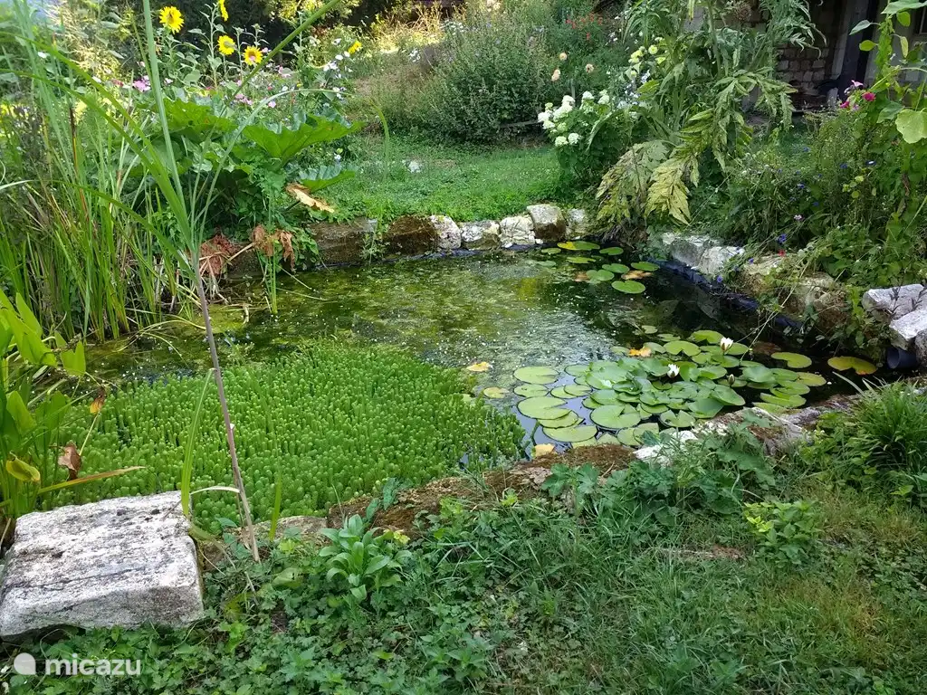 Der Teich Hergestellt als Regenwasserspeicher, jetzt aber auch ein Paradies für Frösche und Salamander. Sehr schön zu sehen was sich bewegt.