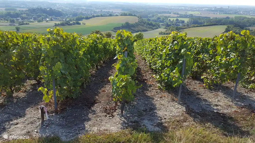 Einer der vielen Champagner-Weinberge