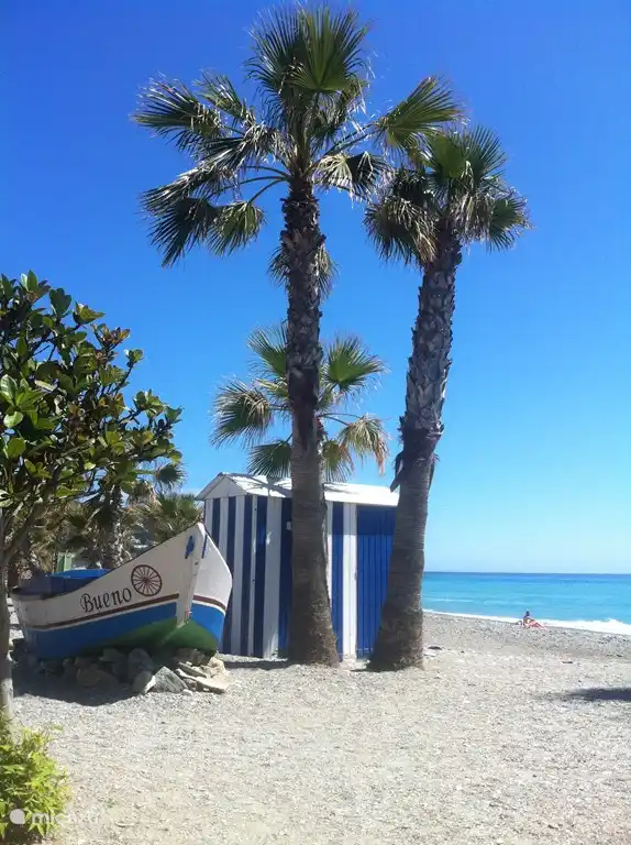 Habillez les maisons sur la plage avec des palmiers, bien sûr..