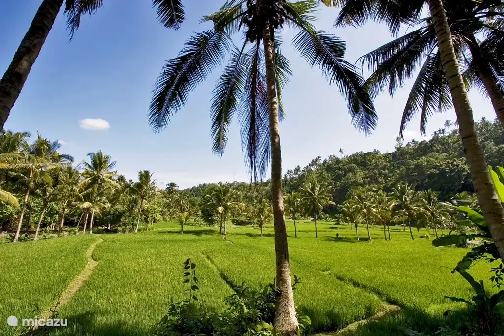 campos de arroz cercanos