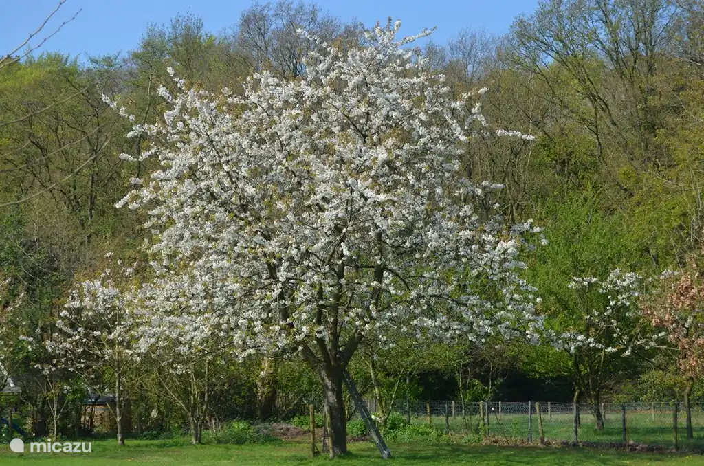 Das Leemhuis in Niederlande, Nordholland, Schoorl - Ferienhaus