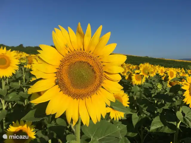 Le Syrah et Le Mauzac | France, Tarn, Fayssac - gîte / cottage La belle nature