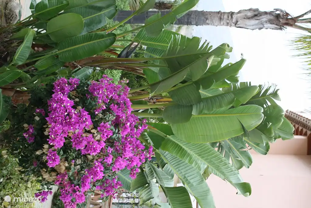 Hermosa plantaci&#243;n en todo el vecindario.