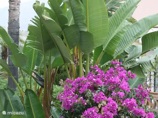 Location de Vacances Espagne, Costa del Sol, Mijas Golf, appartement - Casa Juapa Belle plantation dans tout le quartier.