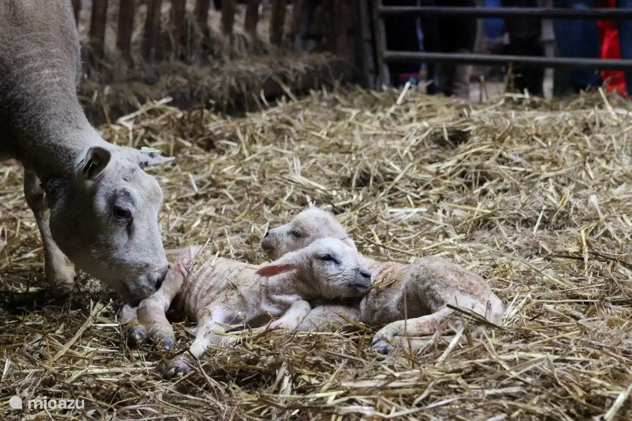 De nombreux agneaux naissent à partir de la mi-février. Vous souhaitez venir admirer ces agneaux ? Qui sait, des agneaux pourront même naître pendant votre séjour !