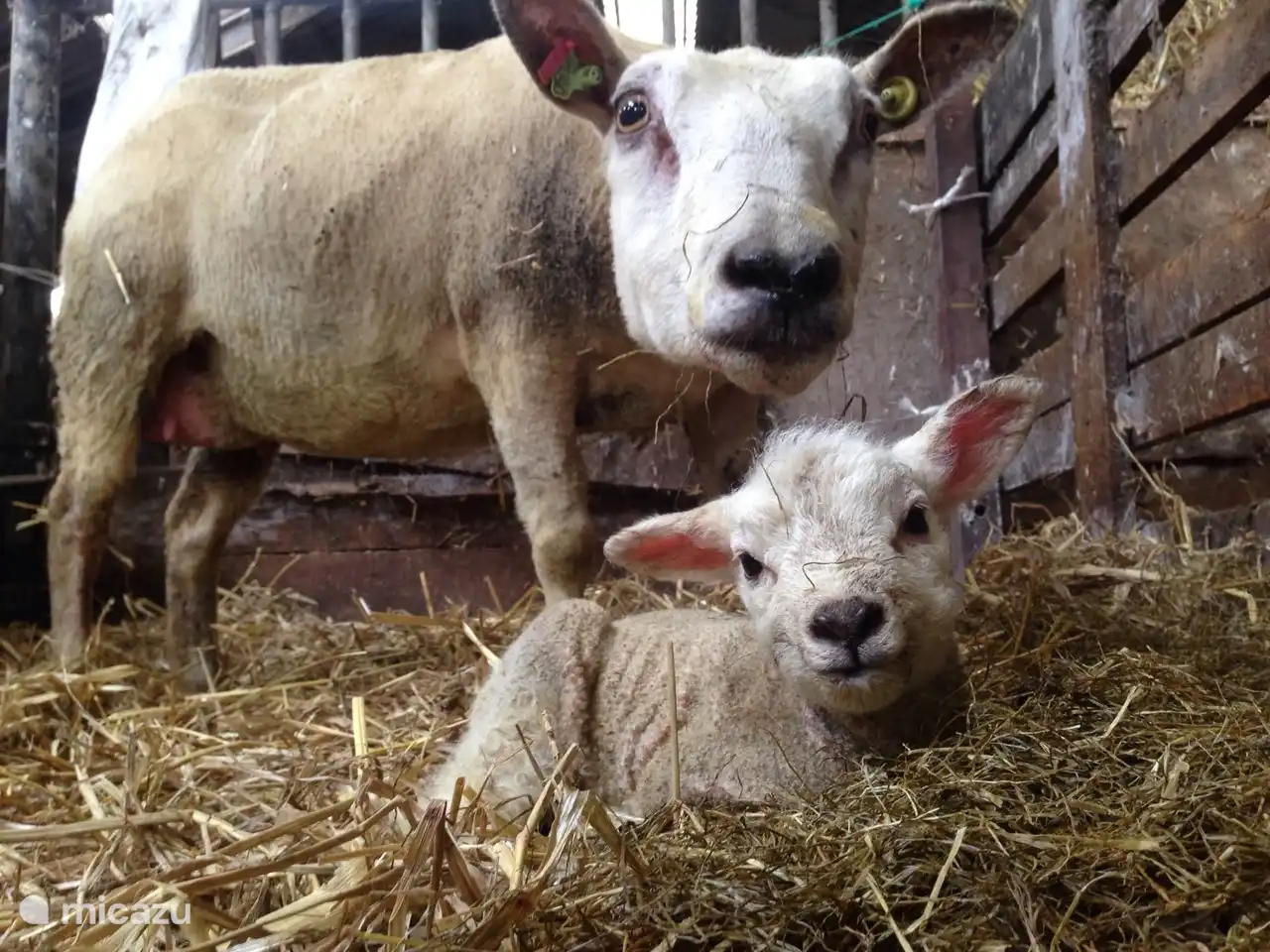 De nombreux agneaux naissent à partir de la mi-février. Vous souhaitez venir admirer ces agneaux ? Qui sait, des agneaux pourront même naître pendant votre séjour !