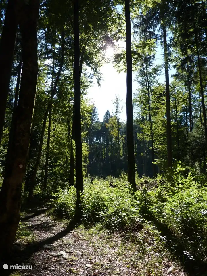 Wanderwege für stundenlangen Wanderspaß im Wald