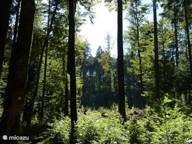vakantiehuis huren in Slovenië, Notranjska, Cerknica – Vakantiehuis Tabor 43 - Mima Wandelpaden voor uren wandelplezier in de bossen